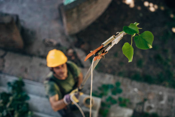 Emergency Storm Tree Removal